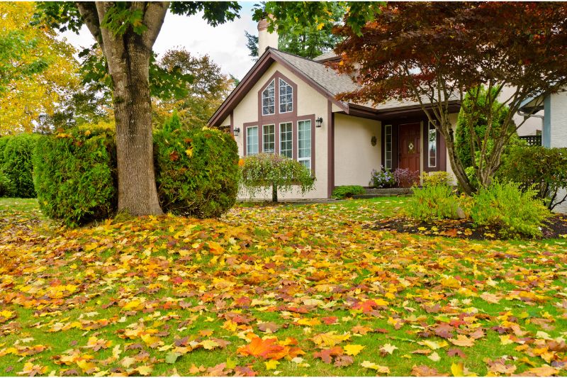 Home 188 A suburban house with large windows, surrounded by trees with autumn foliage. Fallen yellow, orange, and brown leaves cover the green lawn, creating a colorful, seasonal scene.