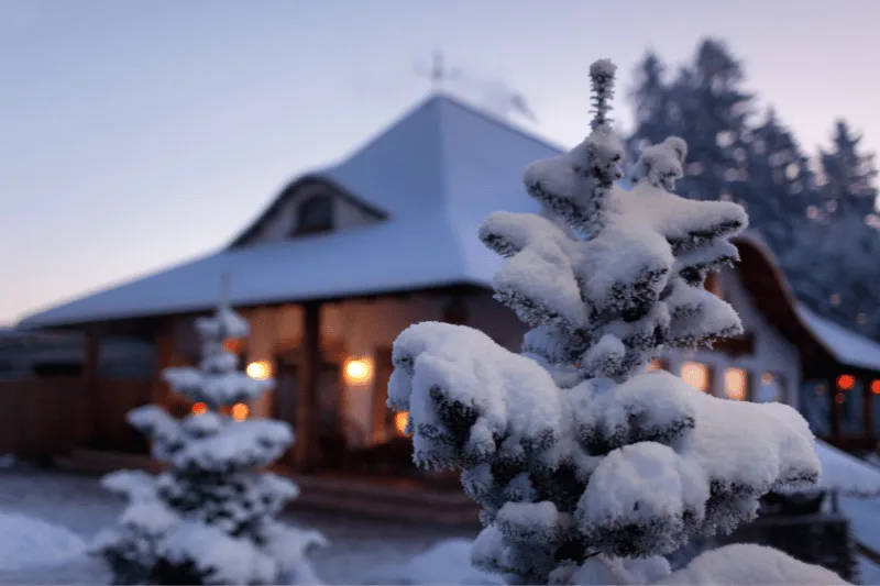 Home 92 A snow-covered pine tree stands in the foreground, with a cozy, warmly lit house and more trees blurred in the background on a winter evening.