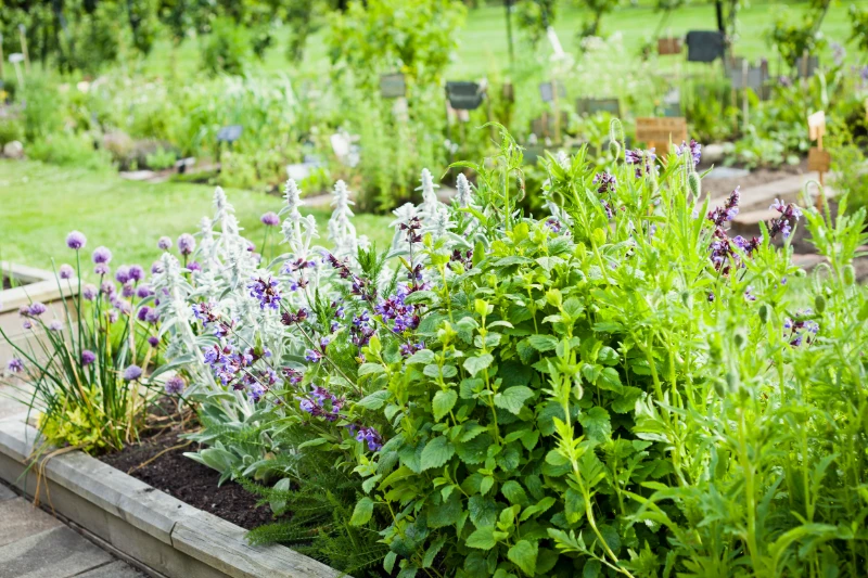 Home 38 A lush, raised garden bed filled with green herbs and flowering plants, including purple blossoms, stands in a vibrant outdoor garden with more greenery and planters in the background.
